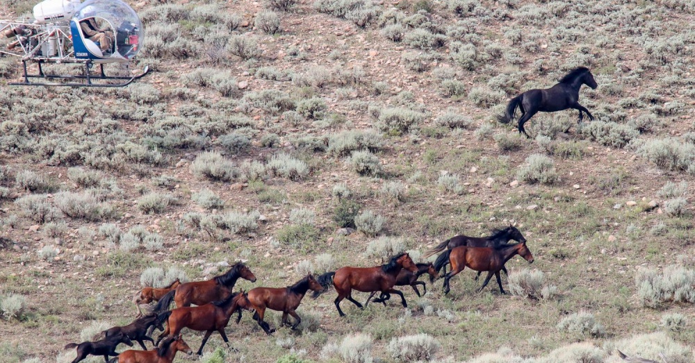 Heartbreaking Scene Terrified Wild Horses Try To Run Away As Helicopters Hover Above Their Heads